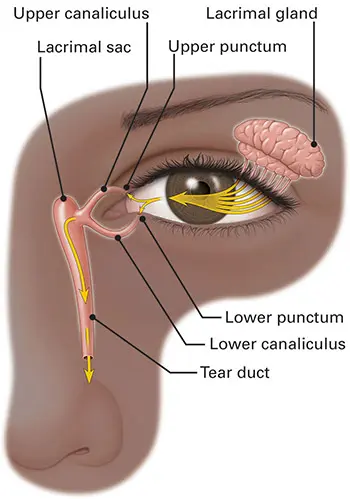 Tear Drainage System