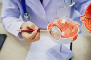 An ophthalmologist points to a model of the human eye while explaining how cataracts develop